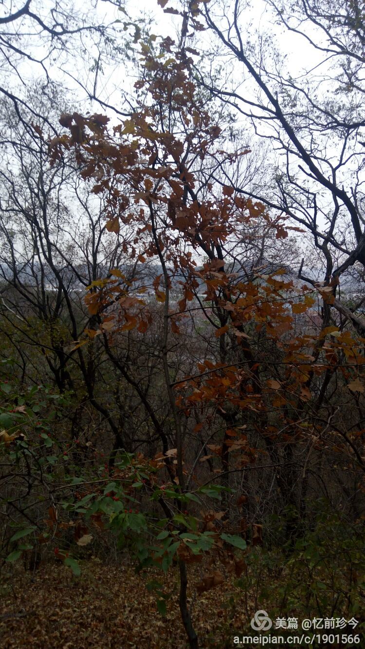 QQ图片20161102090204.jpg